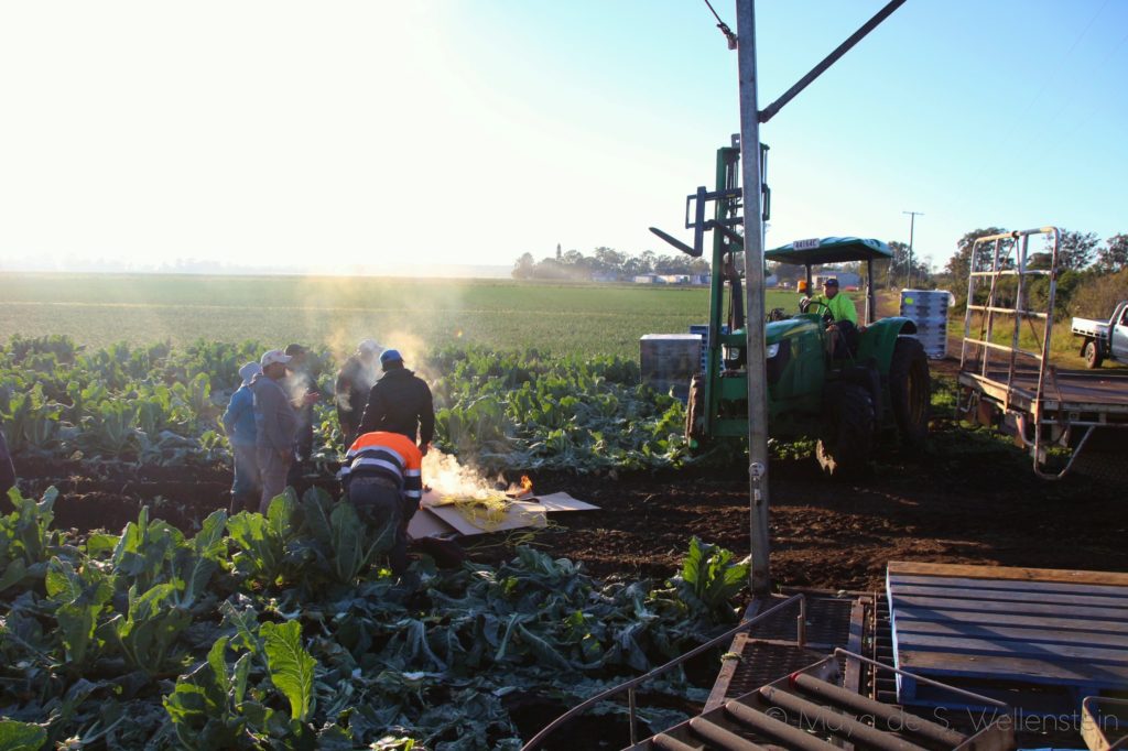 travailler dans les champs en Australie