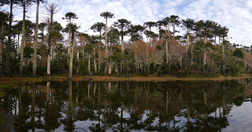 vue sur les Araucarias