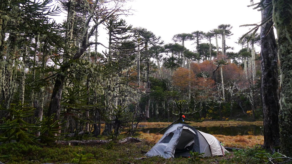 tente lors d'un trek au Chili dans le parc Huerquehue