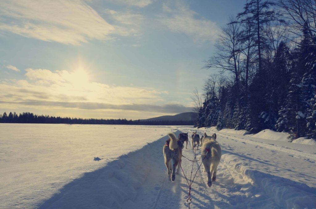 comment devenir guide musher au Quebec 