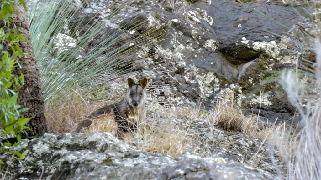 castle rock queensland