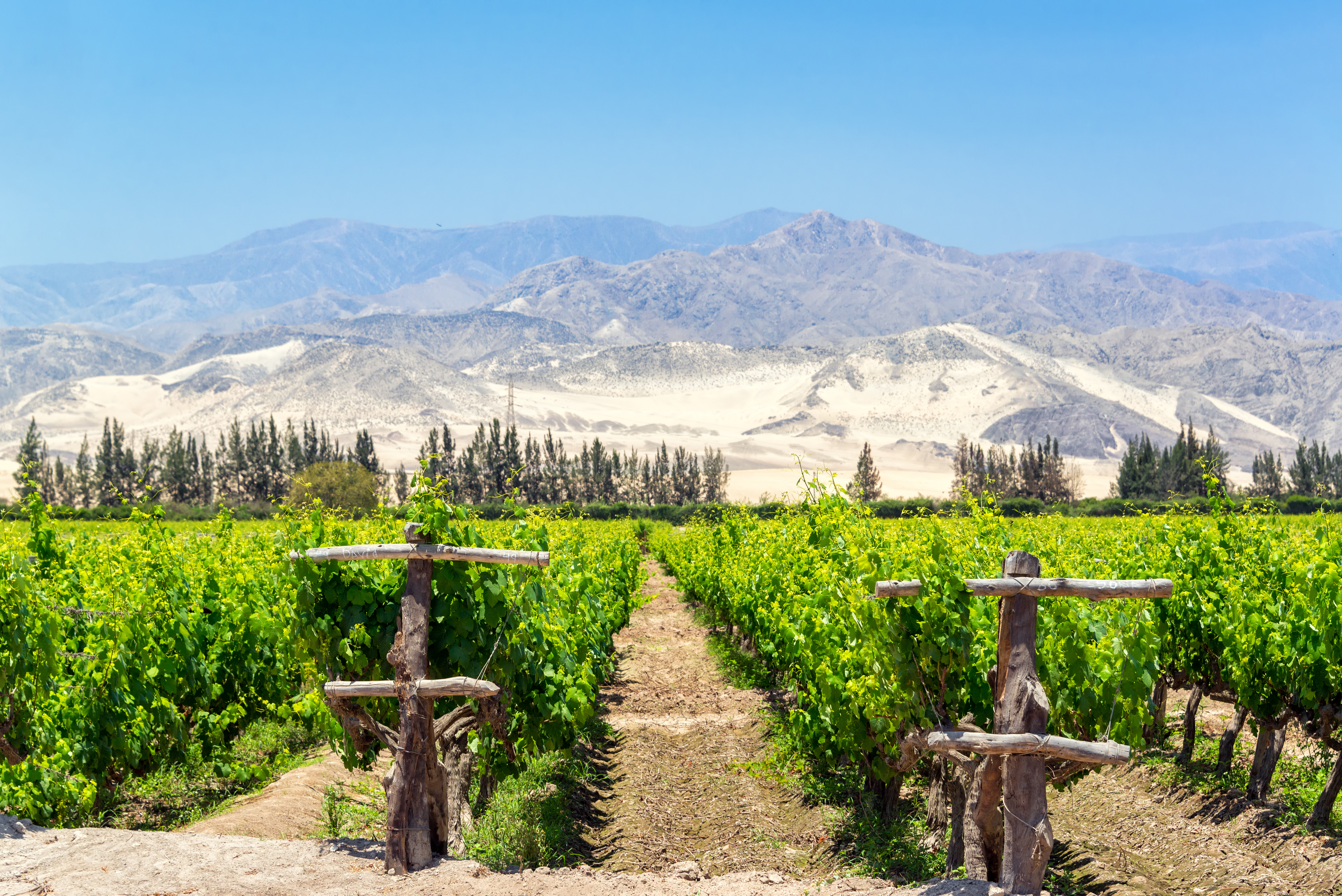 quels vignobles visiter au Pérou ?