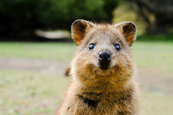 Chapka s’engage auprès de l’association WIRES pour protéger la faune australienne