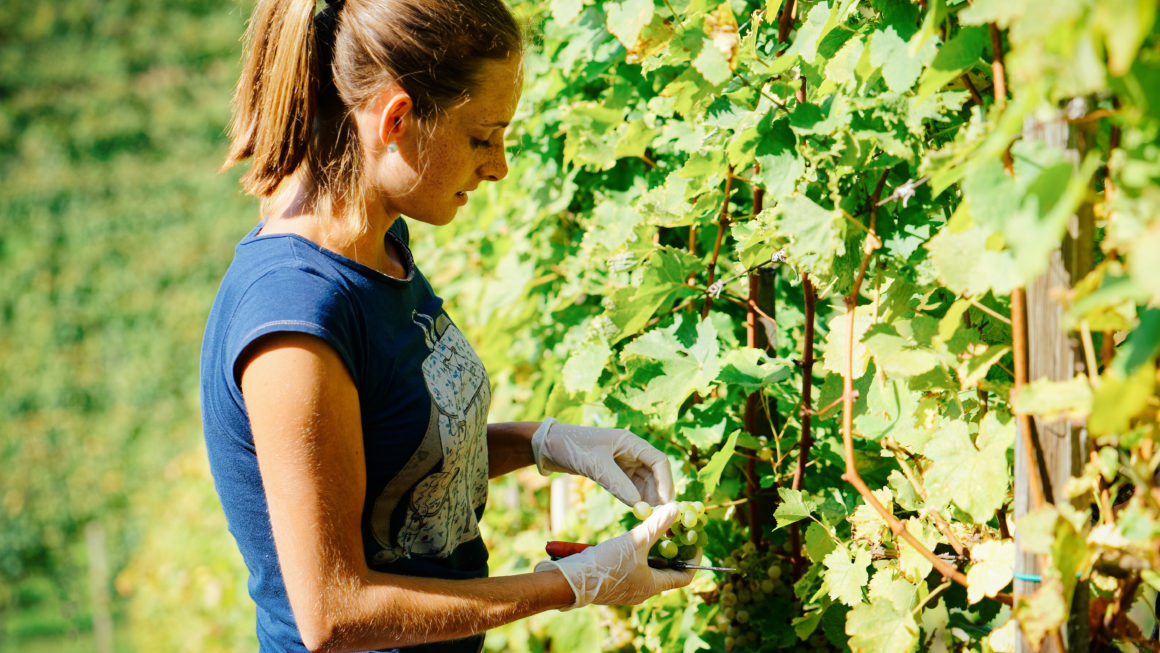 Une aide financière pour les Pvtistes en Australie qui travaillent dans l'agriculture ?