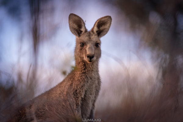 Fun Facts sur la faune australienne