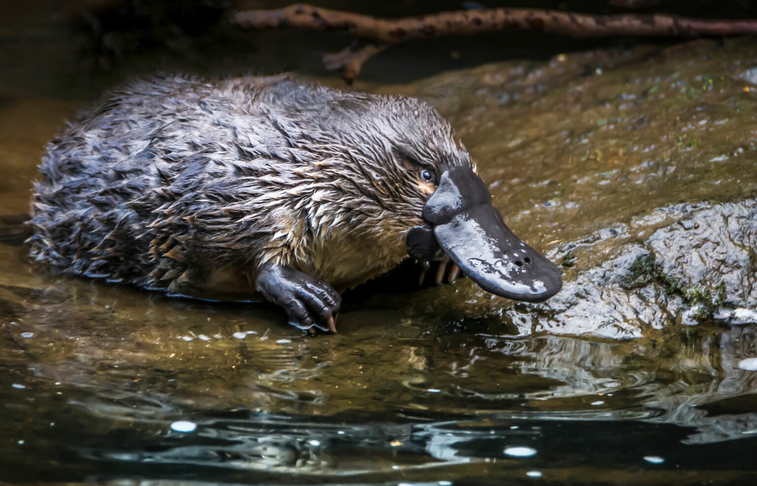 5 Lieux O Voir Des Ornithorynques En Australie