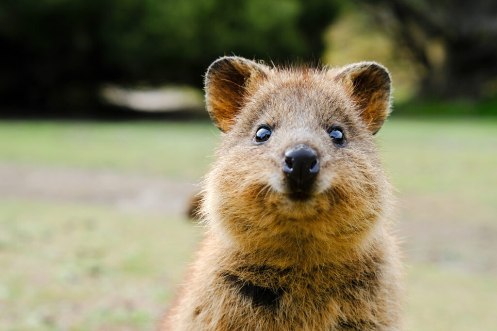 Le PVT Australie est plus facile à obtenir que le PVT Canada.