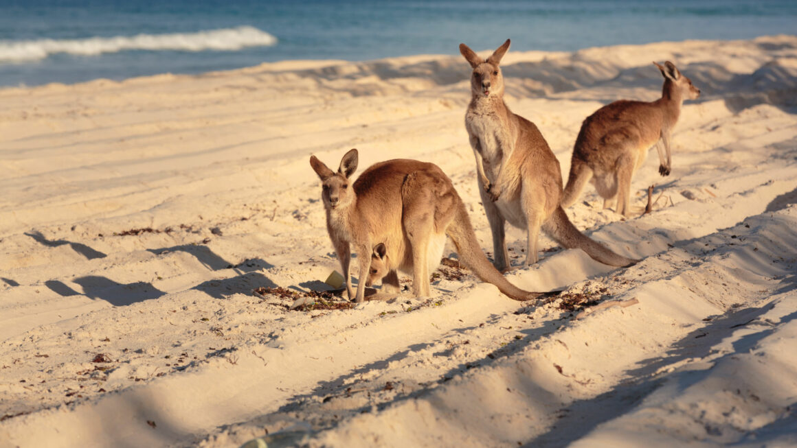 Comment se faire rembourser les frais de visa pour le PVT Australie ?