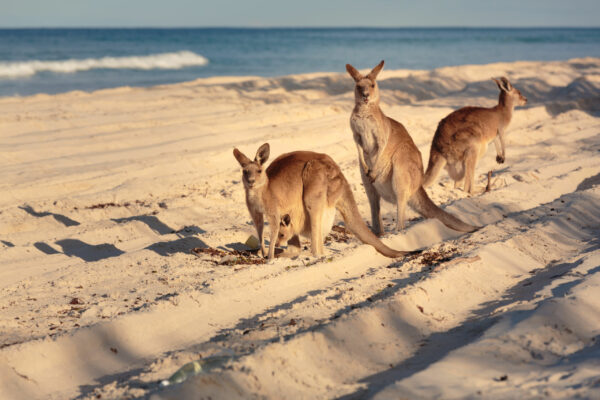 PVT Australie : Comment se faire rembourser les frais de visa ?